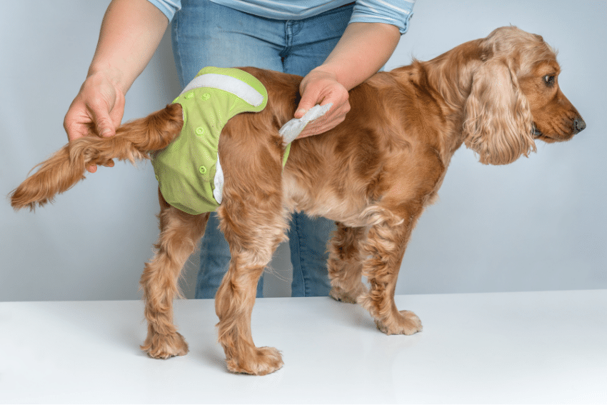 Senior Dog Care and Special Needs Pet Care