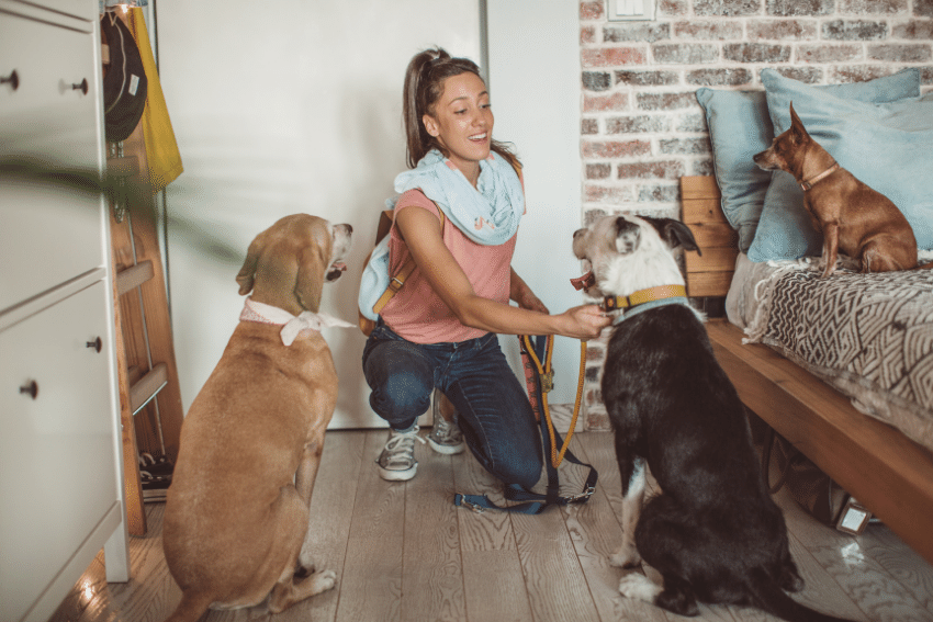 Experienced, popular pet sitters are in high demand, months in advance of peak holiday season