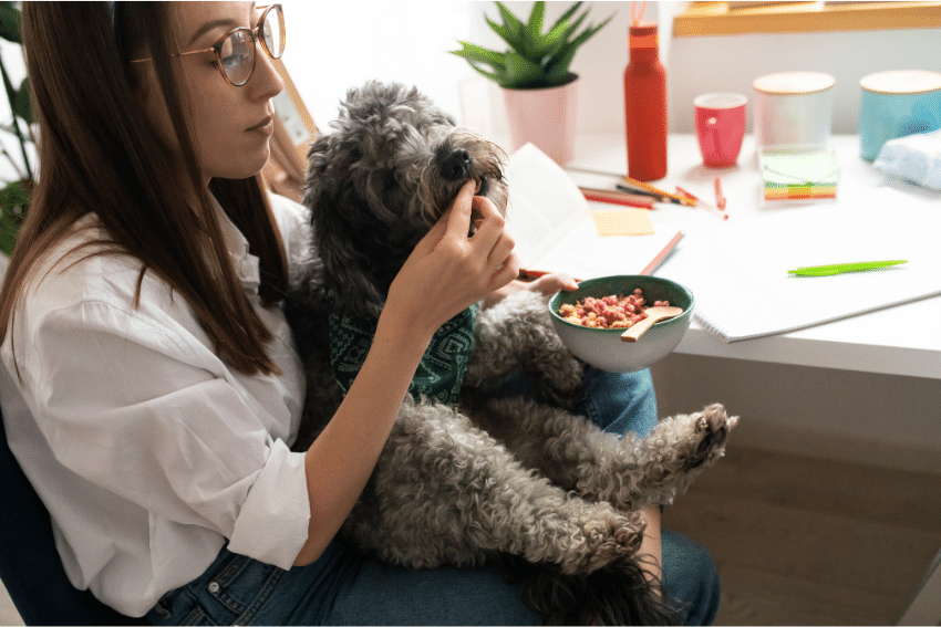 Senior Dog Care and Special Needs Pet Care