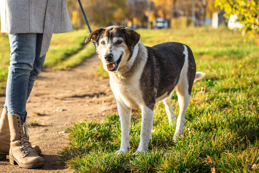 Senior Dog Care and Special Needs Pet Care