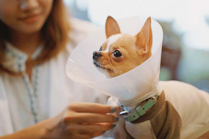 Senior Dog Care and Special Needs Pet Care