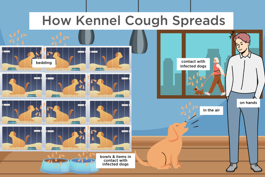 How Kennel Cough Spreads, how is kennel cough caused, kennel cough symptoms