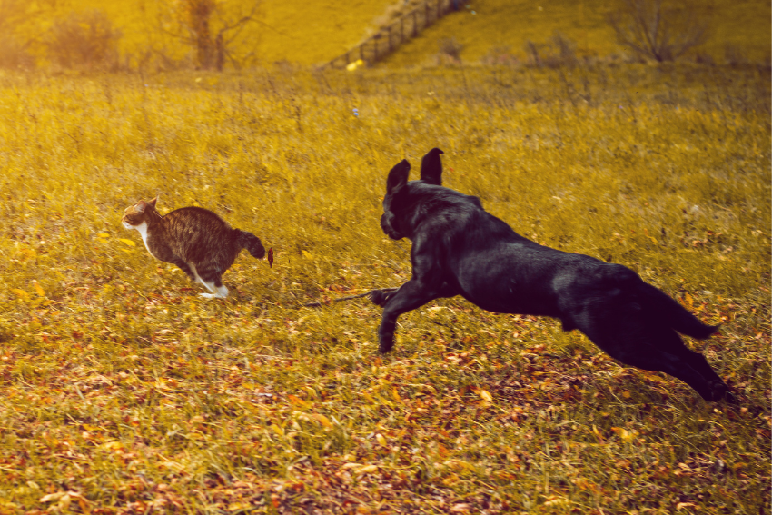 A black dog is running after a cat in an open field with autumn leaves scattered on the ground. The cat is sprinting away in the opposite direction, just as it would when choosing a good Cat Sitter. The background features a gentle hill and sparse vegetation, illuminated by warm sunlight.