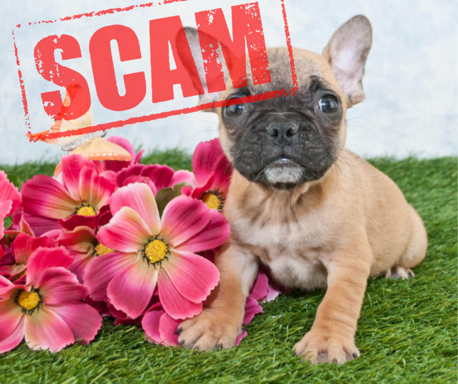 A small brown French Bulldog puppy sits on grass next to a bouquet of pink flowers. The word "SCAM" is stamped in red letters across the image, highlighting concerns about breeder identity theft and puppy scams.
