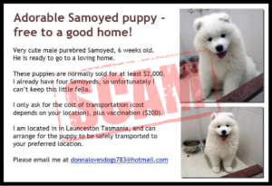 Two images of a white Samoyed puppy with text offering the adorable 6-week-old for free to a good home. The owner, located in Launceston, Tasmania, seeks only costs for transportation and vaccination. Be cautious of potential puppy scams; verify breeder identity before proceeding. Contact email provided.