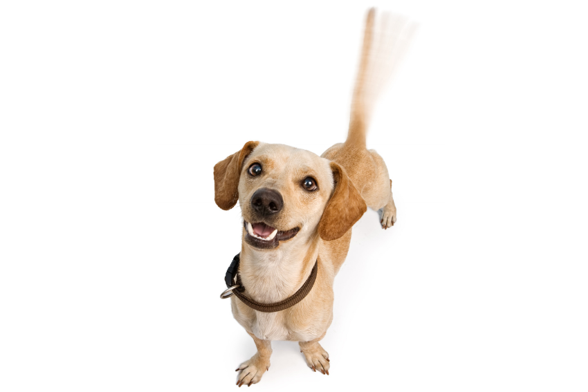 dog wagging tail, excited dog, dog saying i love you