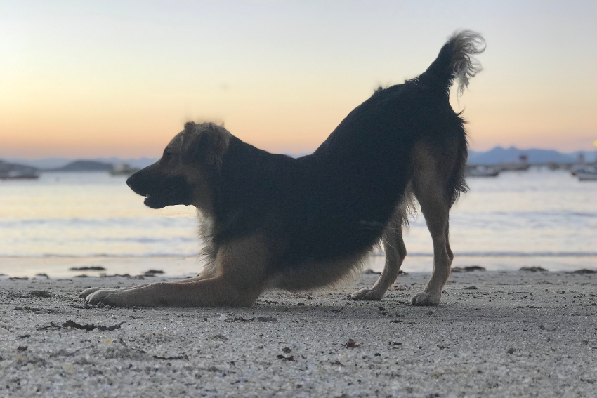 dog bowing, wanting to play, dog saying i love you
