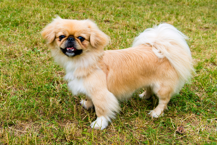 Pekingese, best dog breeds for seniors 