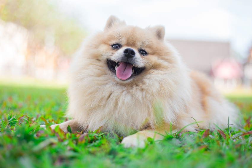 A fluffy Pomeranian dog with light tan fur lies on green grass, looking at the camera with its mouth open and tongue out, appearing to smile. The background is blurred, showcasing a sunny day outdoors.