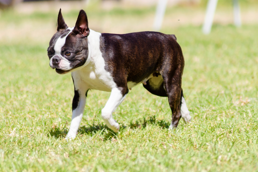 boston terrier, best dog breeds for seniors