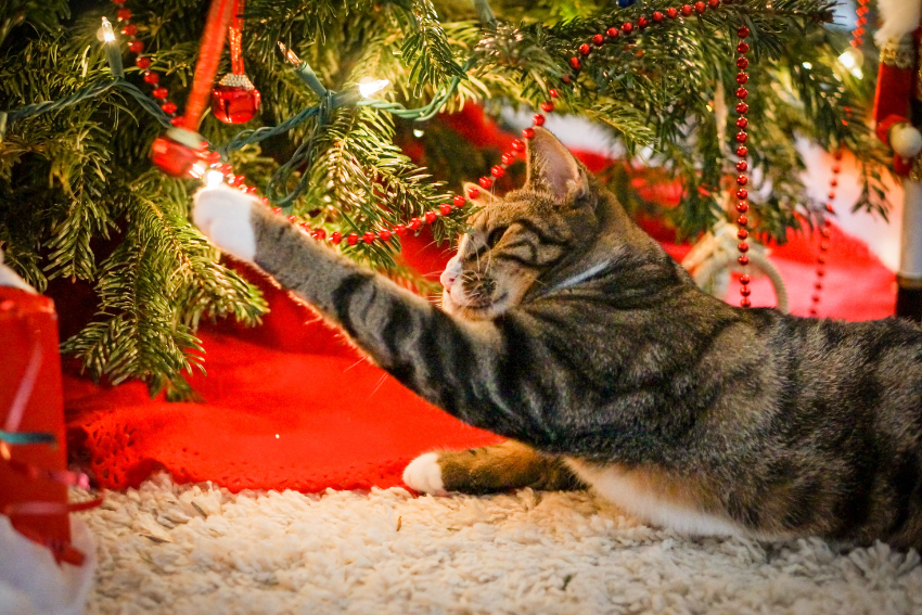 A tabby cat is lying on its side, reaching out to touch a red ornament hanging from a decorated Christmas tree. The tree is adorned with lights, red beads, and ornaments. A red tree skirt and some wrapped gifts are visible underneath. This festive, cozy scene highlights one of the best ways to show your cat love during the holidays.