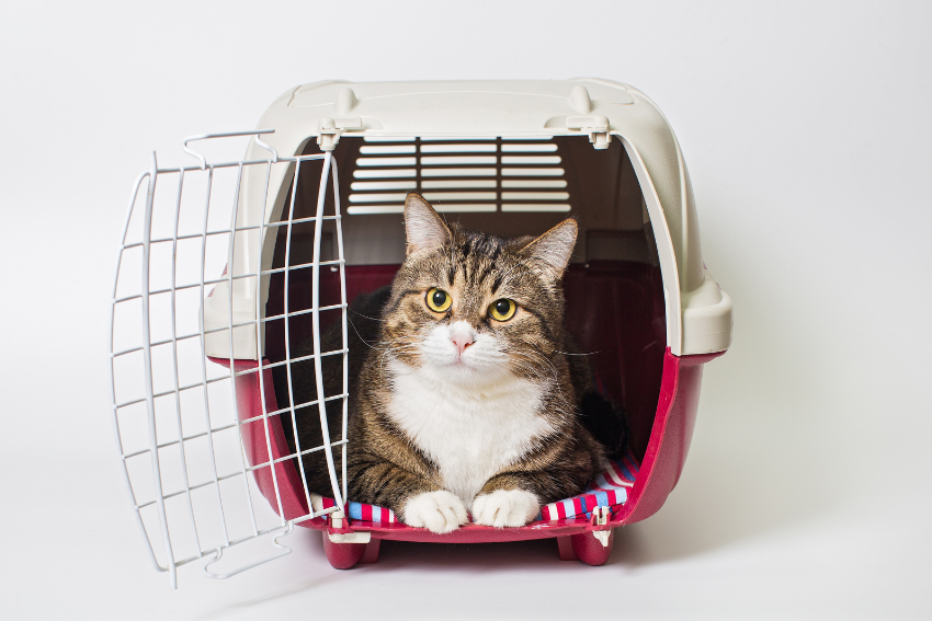 cat in travel crate