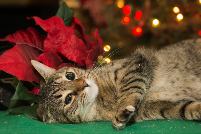 poinsettias