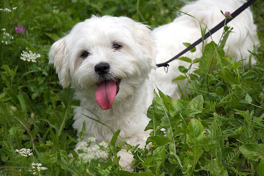Maltese dog, best dog breeds for seniors