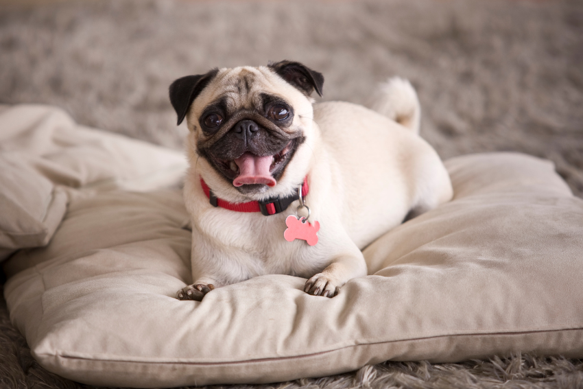 pug, best dog breeds for seniors