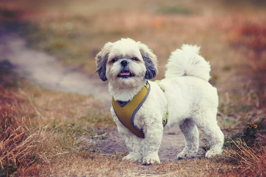A small, fluffy white and brown dog with a yellow harness stands on a dirt path surrounded by dry grass. The dog is looking forward, and its tongue is slightly sticking out. The background is blurred, giving a warm, rustic feel to the scene.