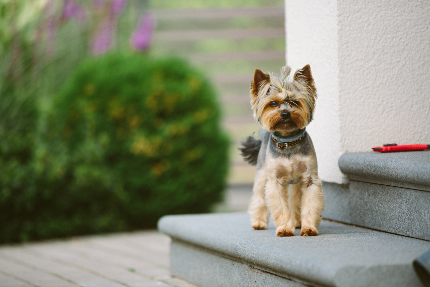 A small Yorkshire Terrier with a grey and tan coat stands on gray stone steps next to a white building. The dog wears a collar and a bushy green plant is in the blurred background. A red object is on the step behind the dog.