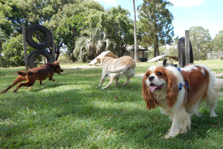 unsocialised dogs