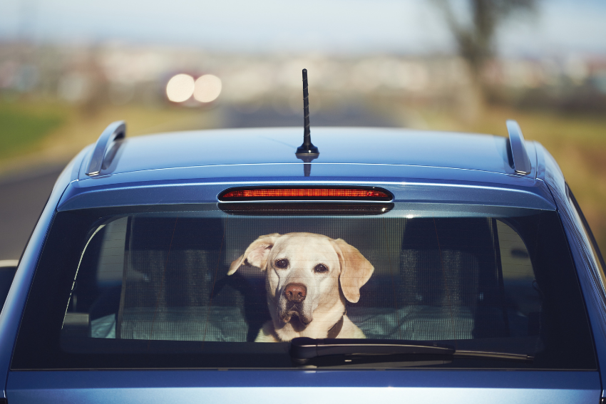 dog in hot car
