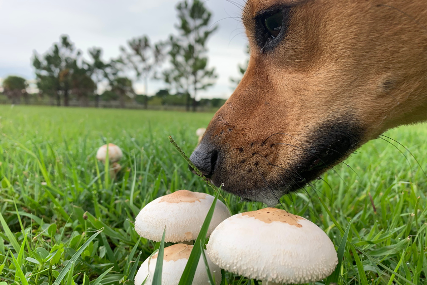 A close-up of a dog's face sniffing a group of white mushrooms in a grassy field. The background features blurry trees and a cloudy sky. The dog's curiosity is evident as it investigates the fungi, making you wonder if your pet sitter booking would capture such moments too.
