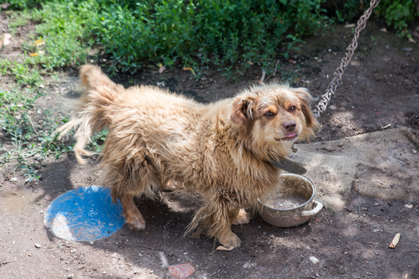 neglected dog