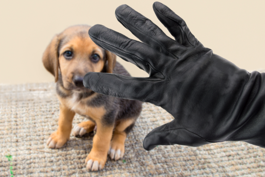 A small, brown and black puppy with a curious expression sits on a carpeted floor. In the foreground, a hand wearing a black leather glove is extended toward the puppy. The scene exudes warmth and trust, making it an ideal image for promoting pet sitter booking services. The background is a neutral beige color.