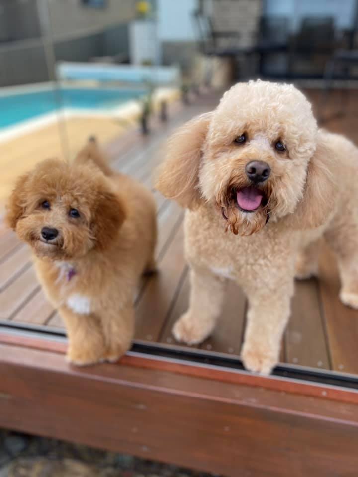 cute pets, petcloud