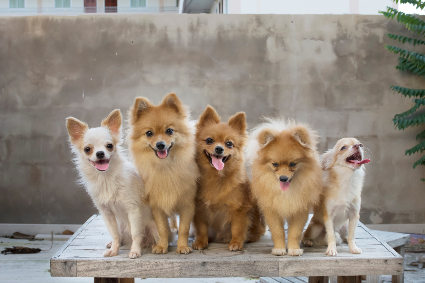 Five small, fluffy dogs are sitting on a wooden table outdoors, carefully watched by a professional pet sitter. From left to right, the first dog is white; the second, third, and fourth are light brown; and the fifth is a mix of light brown and white. All have their tongues out, with some panting happily.