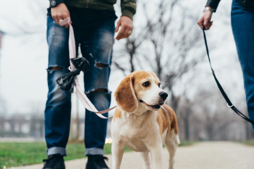 Two people walking beagles on leashes along a tree-lined path represent an idyllic scene for a dog walking business. The dogs are focused ahead, while the casually dressed individuals are partially visible from the waist down. The outdoors has a serene, foggy or overcast backdrop.