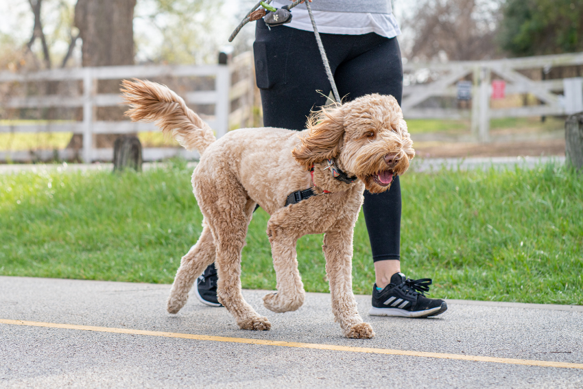 What does a pet sitter do? Pet Sitter walking dog