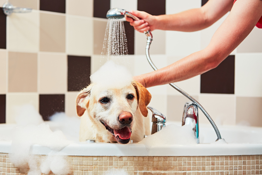 A cheerful dog in a bathtub with soap suds on its head is getting rinsed off with a showerhead. The background features a tiled wall with a checkerboard pattern. The dog's fur is wet, and it looks content and happy as it receives a bath after an active day with its favorite dog walking business.