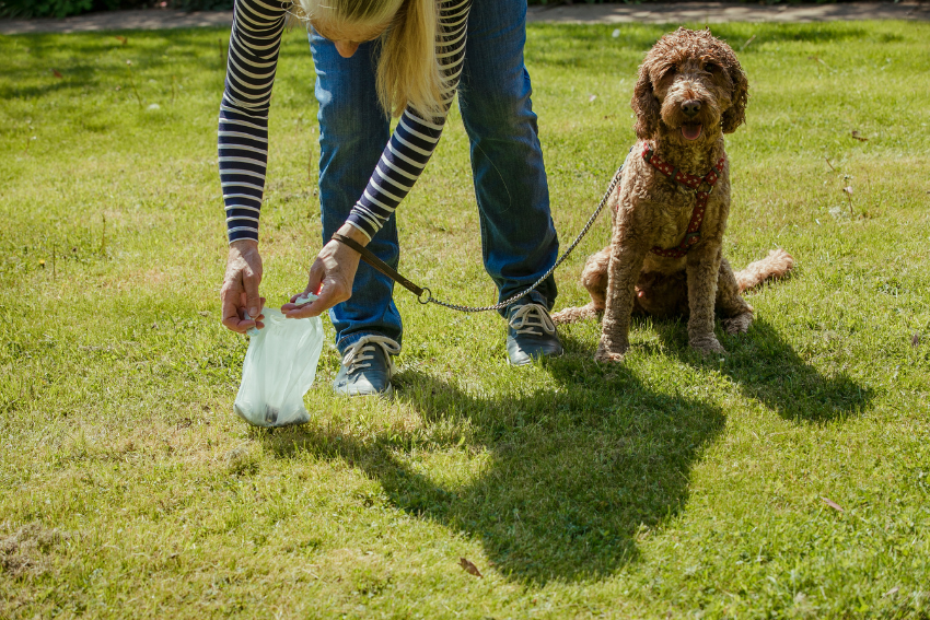 What does a pet sitter do? Pet Sitter picking up dog poo.