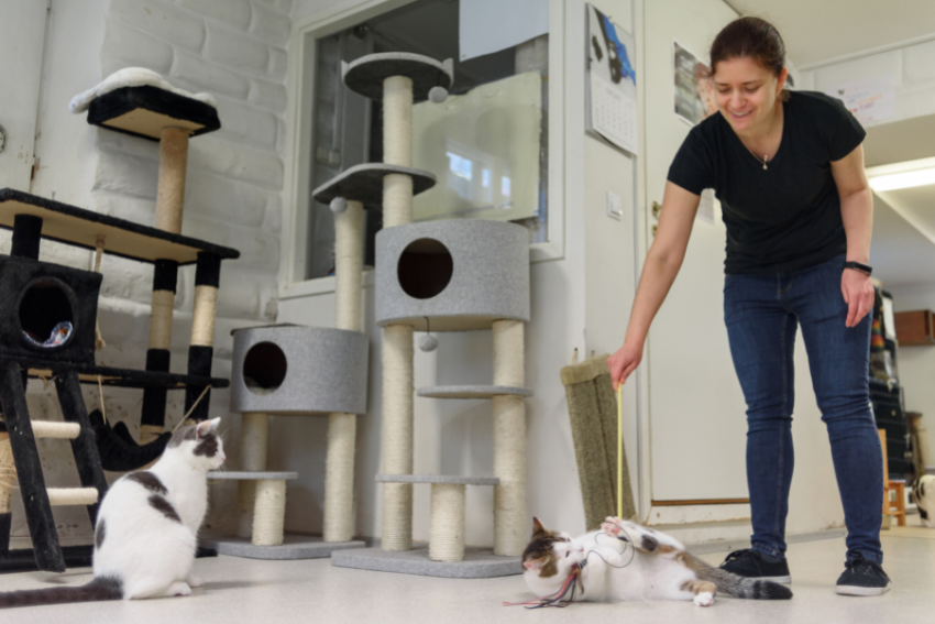 Cat Sitter playing with cats and petcloud