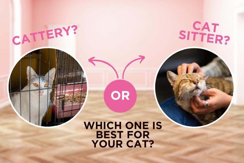 Cattery or Cat Sitter: Which one is Best for Your Cat?