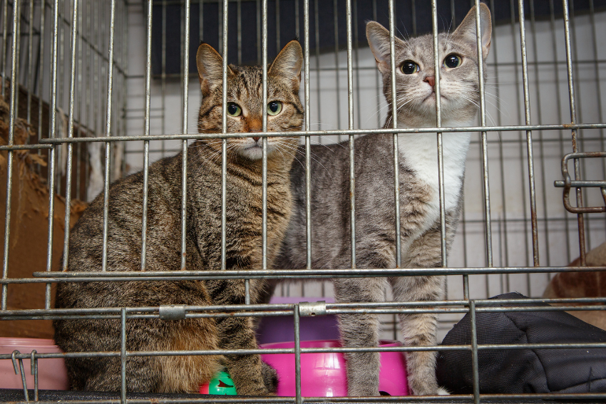 cattery