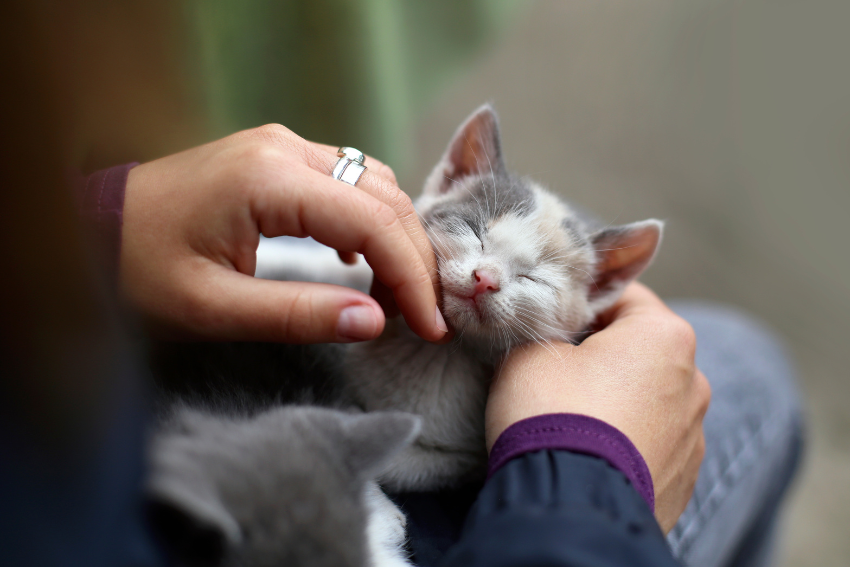 Kitten cuddles