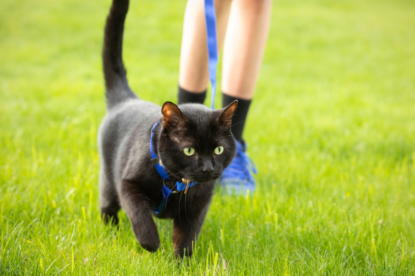 cat with leash and harness on