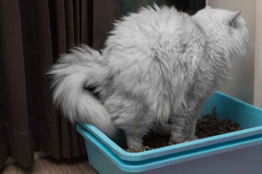 older cat straining to urinate