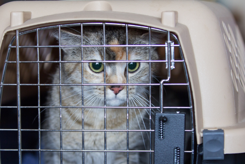 stressed cat being transported to a cattery