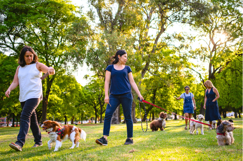 ndis dog walking, social prescribing, community and recreation, ndis registered provider, petcloud