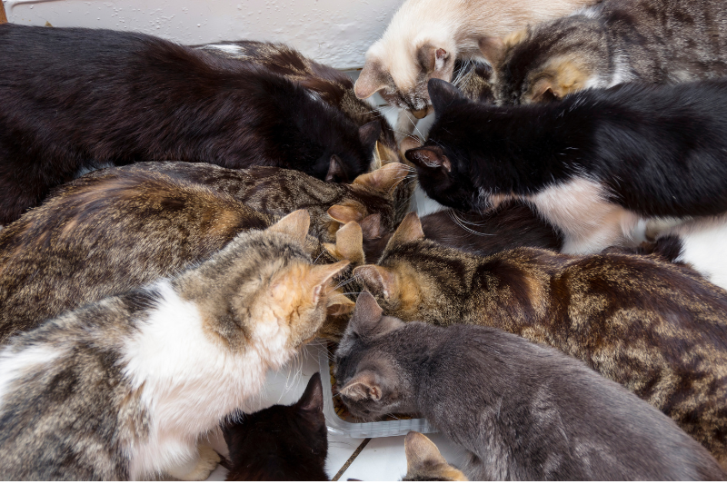 cat hoarding