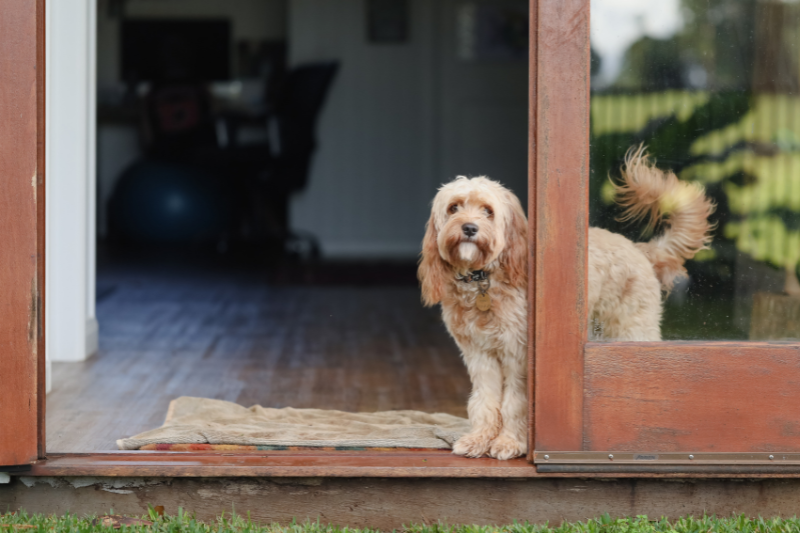 cavoodle emotional support dog