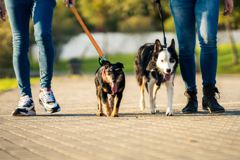 ndis dog walking, social prescribing, community and recreation, ndis registered provider, petcloud