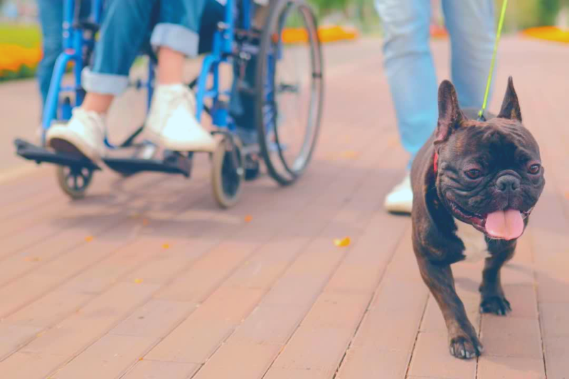 A person in a wheelchair and another individual, both involved in recovery of PTSD, walk a happy French Bulldog on a leash along a paved path in a park. The dog is panting with its tongue out, and there are flowers in the background.