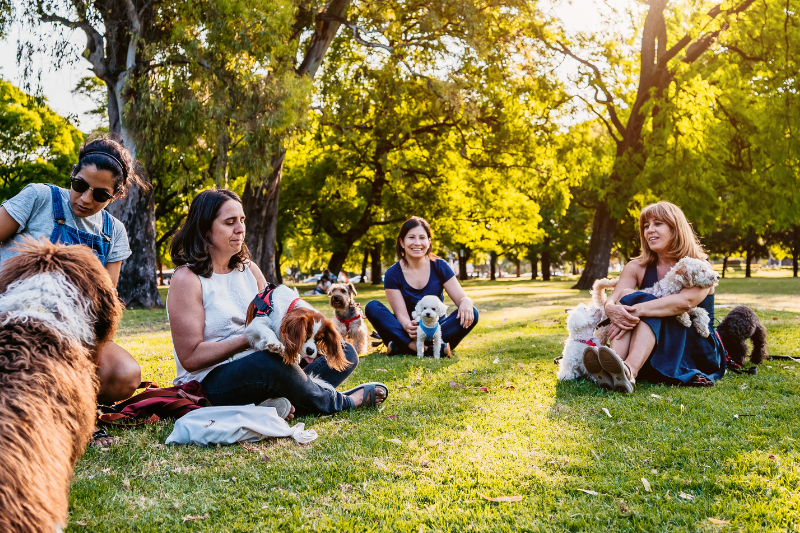 ndis dog walking, social prescribing, community and recreation, ndis registered provider, petcloud