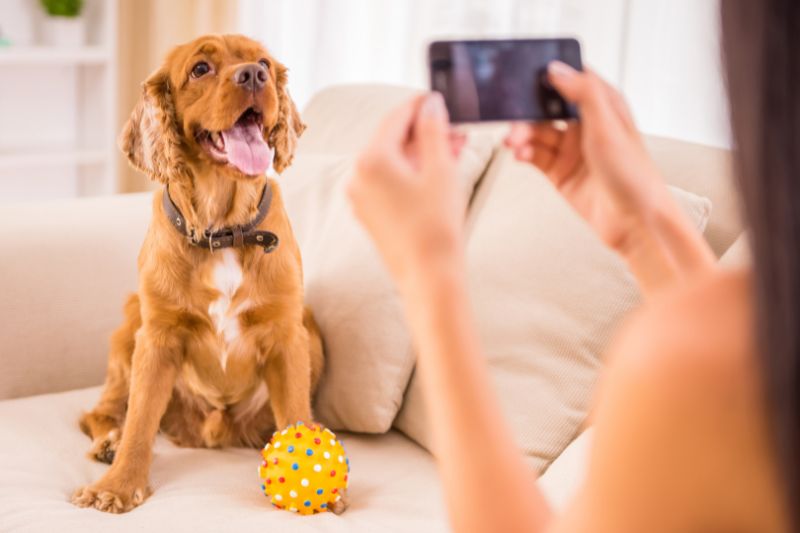 ancillary pet care, petcloud
