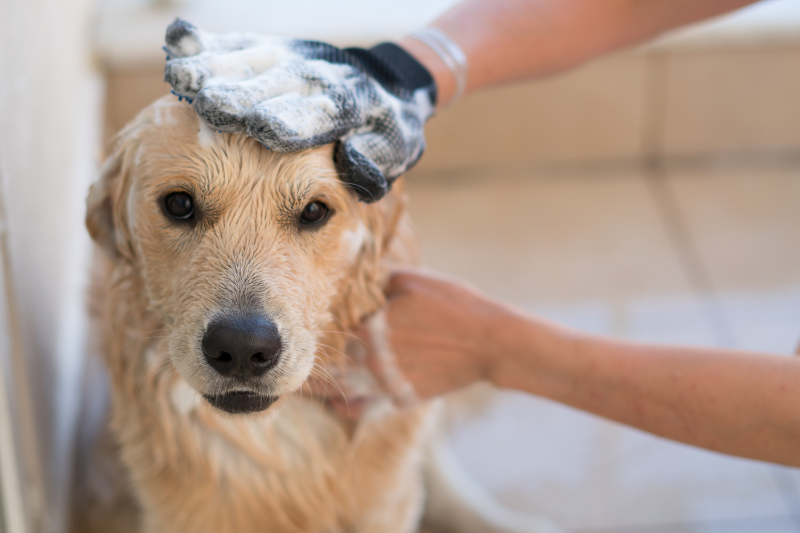 washing and grooming an assistance dog