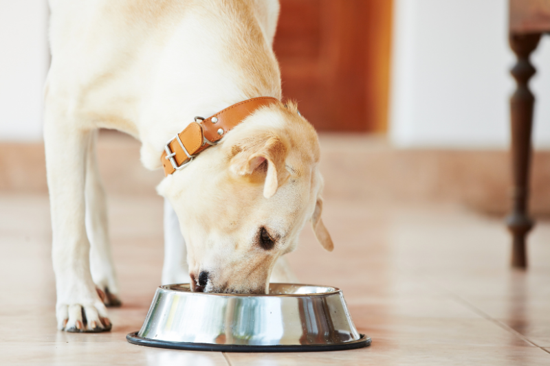 A light-colored assistance dog wearing a tan collar bends down to eat from a shiny metal bowl placed on a tiled floor. The background is slightly blurred with warm-toned walls and a wooden table leg visible.