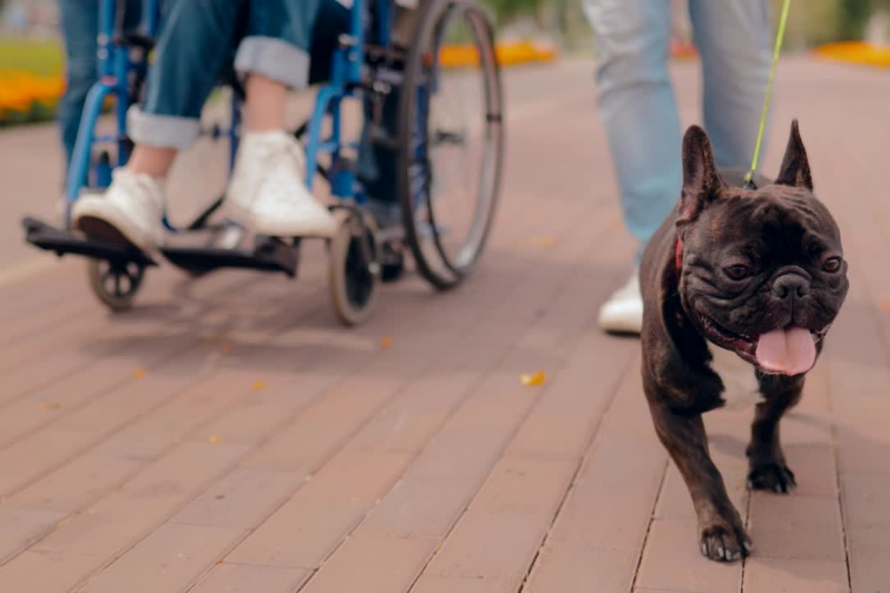 ndis dog walking, social prescribing, community and recreation, ndis registered provider, petcloud