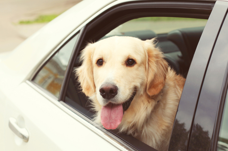 pet taxi to take assistance dog to the vet